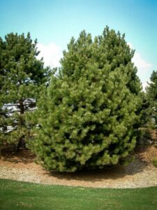 Сосна Чёрная (Pinus Nigra) купить по цене от 270.00р. в интернет-магазине «Посадика» с доставкой почтой в в Партизанске и по всей России – [изображение №1].