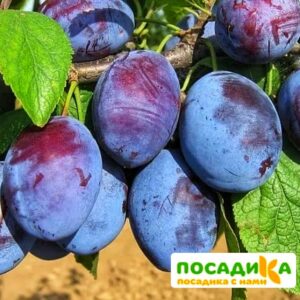 Слива Чачакская ранняя купить по цене от 229.00р. в интернет-магазине «Посадика» с доставкой почтой в в Партизанске и по всей России – [изображение №1].