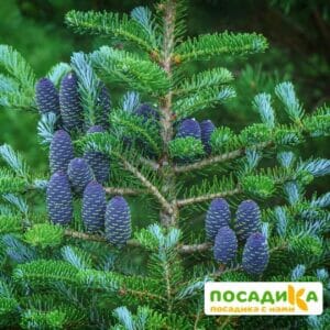 Пихта корейская (Abies koreana) купить по цене от 450.00р. в интернет-магазине «Посадика» с доставкой почтой в в Партизанске и по всей России – [изображение №1].