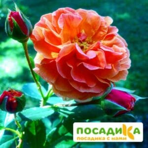 Роза Арабия купить по цене от 350.00р. в интернет-магазине «Посадика» с доставкой почтой в в Партизанске и по всей России – [изображение №1].