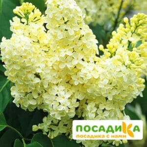 Сирень Примроуз (Primrose) купить по цене от 529.00р. в интернет-магазине «Посадика» с доставкой почтой в в Партизанске и по всей России – [изображение №1].