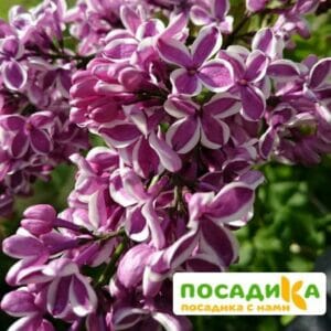 Сирень Сенсация купить по цене от 529.00р. в интернет-магазине «Посадика» с доставкой почтой в в Партизанске и по всей России – [изображение №1].