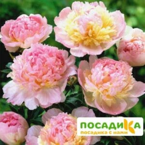 Пион Распберри Сандей (Paeonia Raspberry Sundae) купить по цене от 959р. в интернет-магазине «Посадика» с доставкой почтой в в Партизанске и по всей России – [изображение №1].