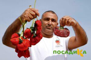 Клубника Гигант Джорнея купить по цене от 266р. в интернет-магазине «Посадика» с доставкой почтой в в Партизанске и по всей России – [изображение №1].