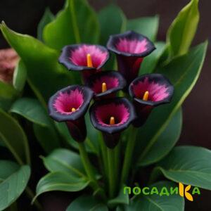 Калла Аура Лейс купить по цене от 400р. в интернет-магазине «Посадика» с доставкой почтой в в Партизанске и по всей России – [изображение №1].