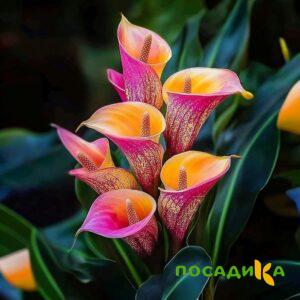 Калла Оникс купить по цене от 450р. в интернет-магазине «Посадика» с доставкой почтой в в Партизанске и по всей России – [изображение №1].