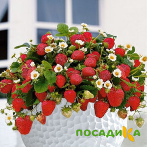 Клубника Рубиновый Шепот (горшечная) купить по цене от 240р. в интернет-магазине «Посадика» с доставкой почтой в в Партизанске и по всей России – [изображение №1].