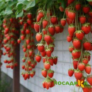 Клубника вьющаяся Комплимент купить по цене от 470р. в интернет-магазине «Посадика» с доставкой почтой в в Партизанске и по всей России – [изображение №1].