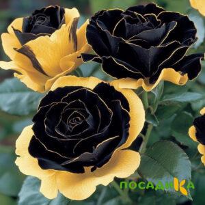 Роза Ханни Сикл купить по цене от 700р. в интернет-магазине «Посадика» с доставкой почтой в в Партизанске и по всей России – [изображение №1].