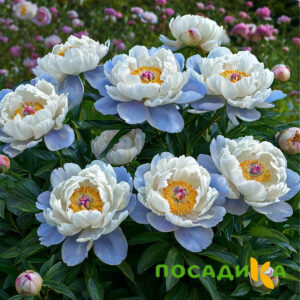 Пион акварельный Этюд купить по цене от 806р. в интернет-магазине «Посадика» с доставкой почтой в в Партизанске и по всей России – [изображение №1].