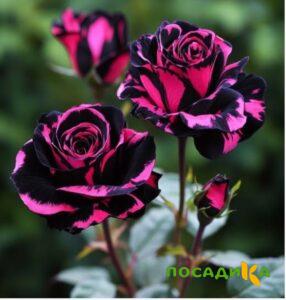 Роза Багровый Шепот купить по цене от 366р. в интернет-магазине «Посадика» с доставкой почтой в в Партизанске и по всей России – [изображение №1].