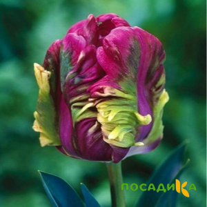 Тюльпан Экзотик Хэвен купить по цене от 186р. в интернет-магазине «Посадика» с доставкой почтой в в Партизанске и по всей России – [изображение №1].